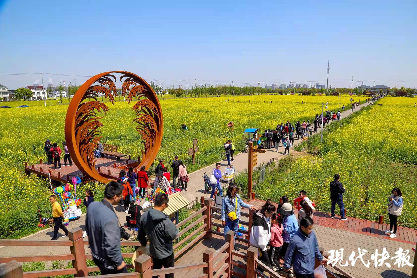 花开北太湖,油菜花节助推苏州望亭全域文旅发展