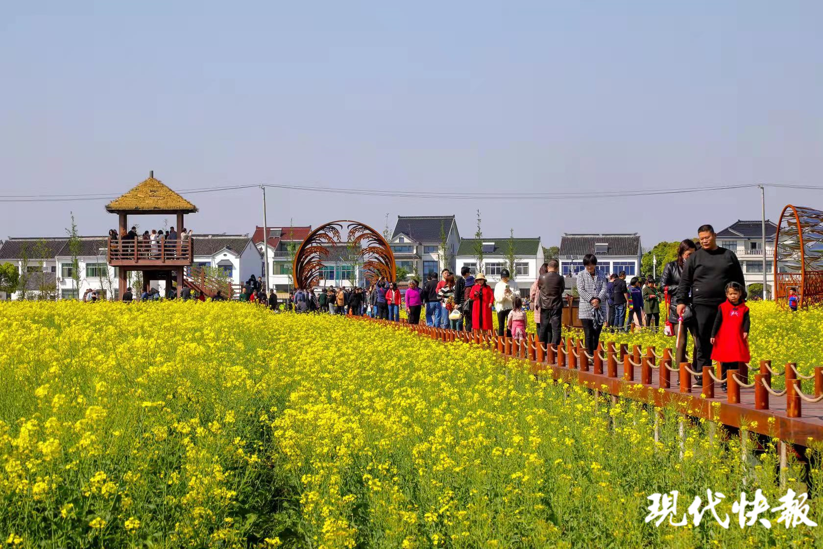 花开北太湖,油菜花节助推苏州望亭全域文旅发展