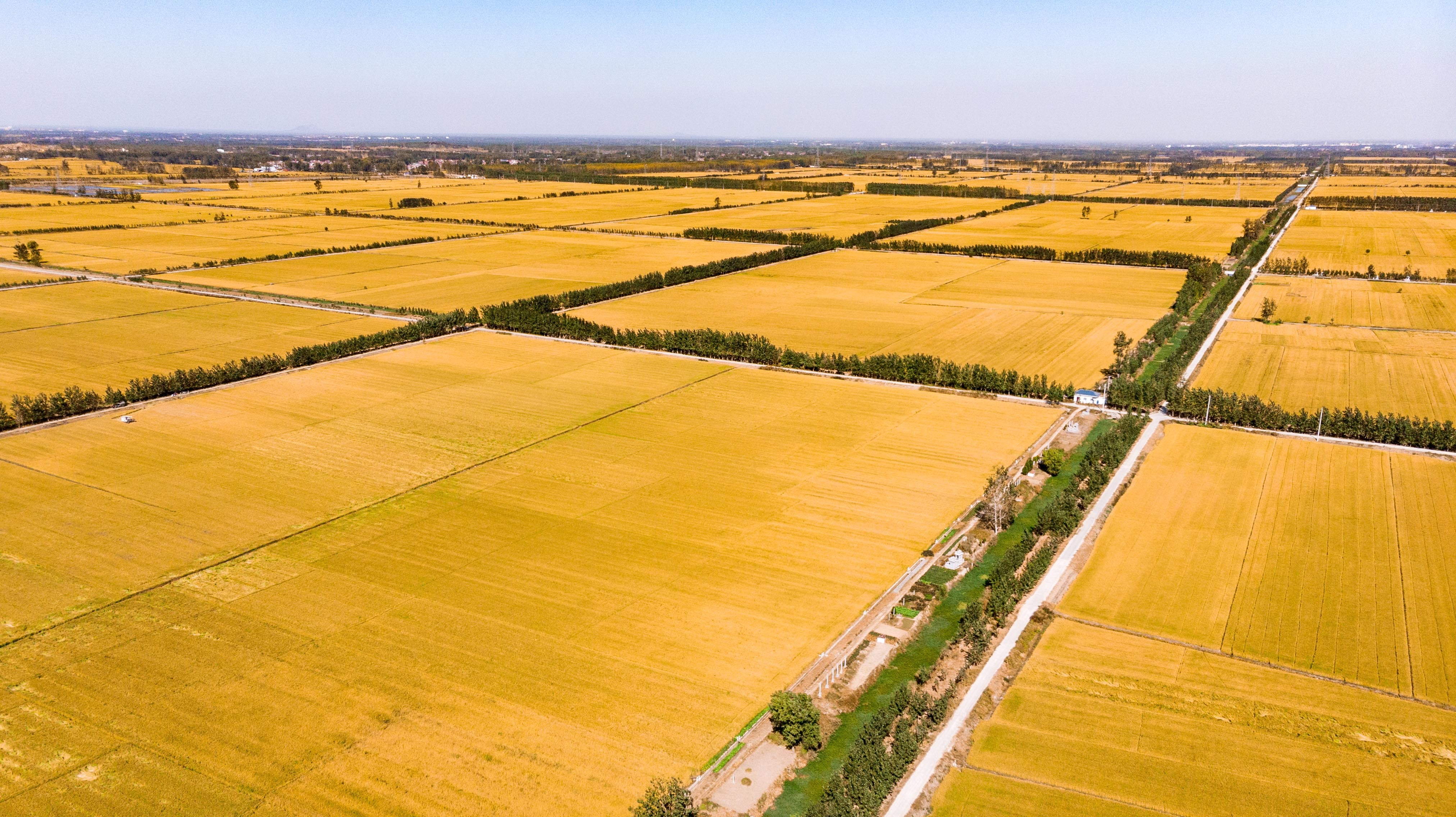 东海:四级"田长"守护每块耕地-现代快报网