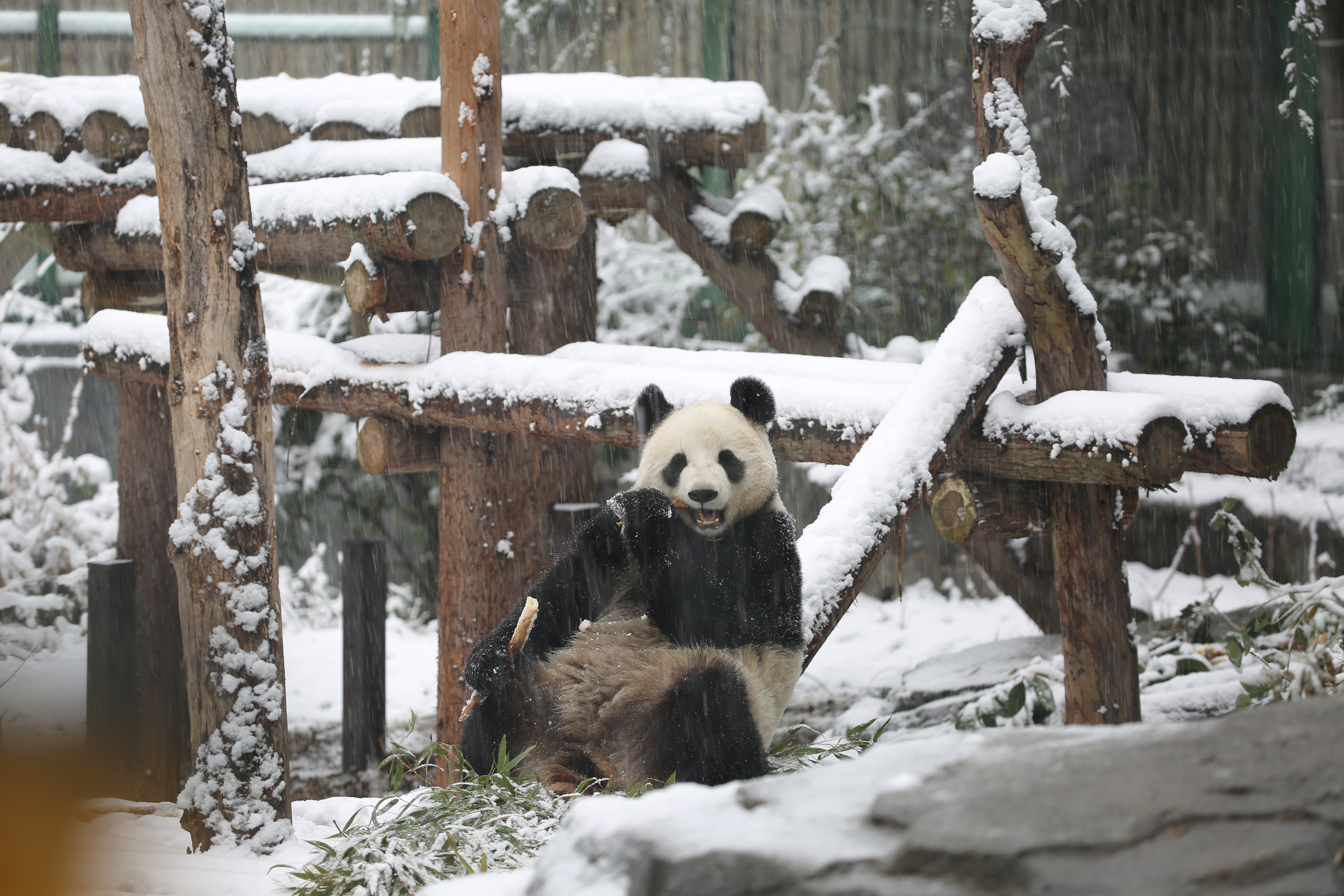 真冰墩墩来了看南京熊猫雪中漫步