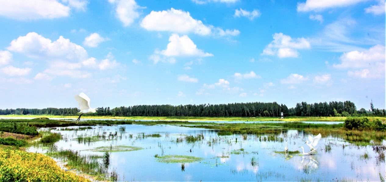 以水为主线,突出开展故黄河,徐沙河,徐洪河,庆安湖,白塘河五水引领