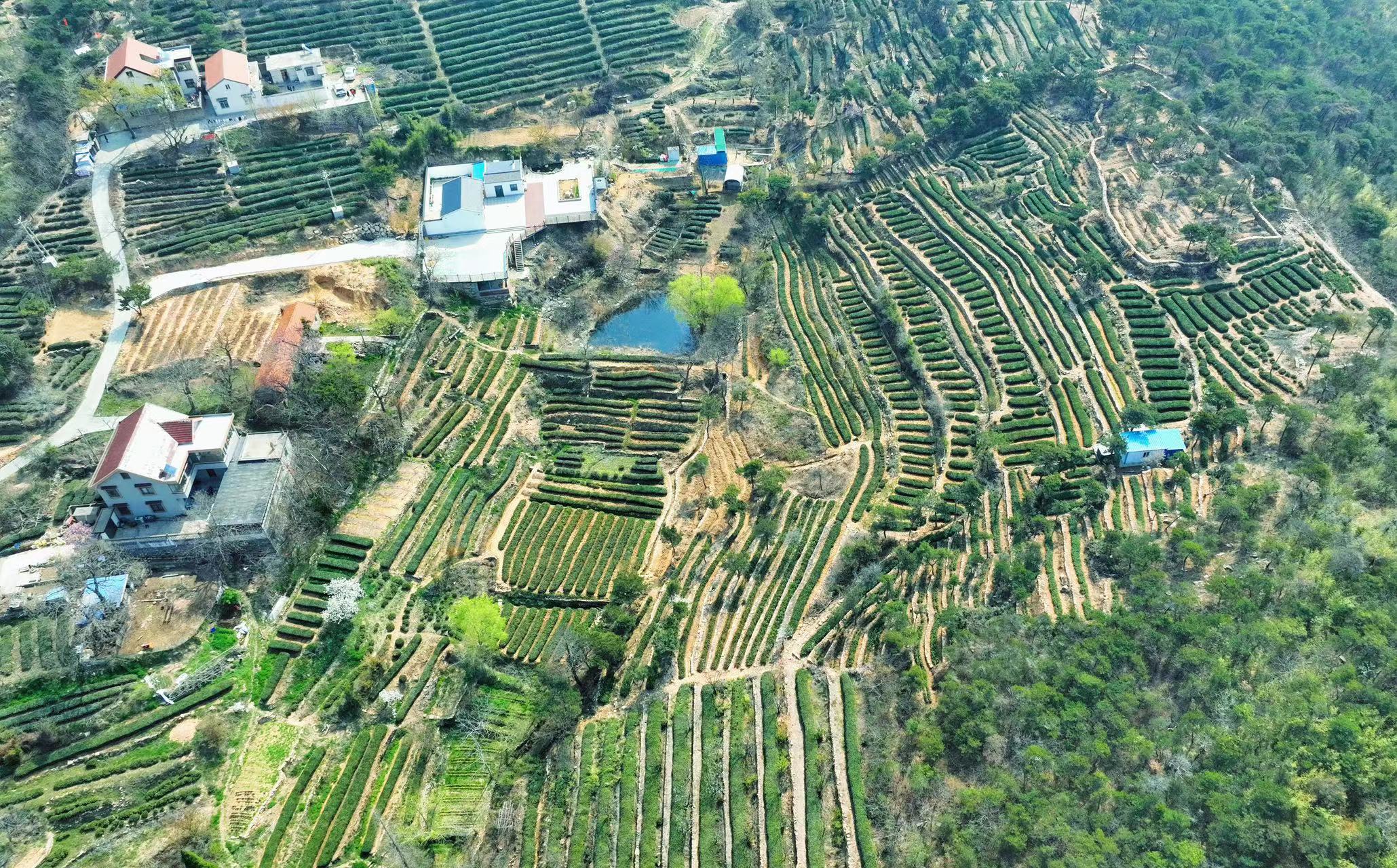 连云港云台山景区:新茶采摘忙 不负好春光-现代快报网