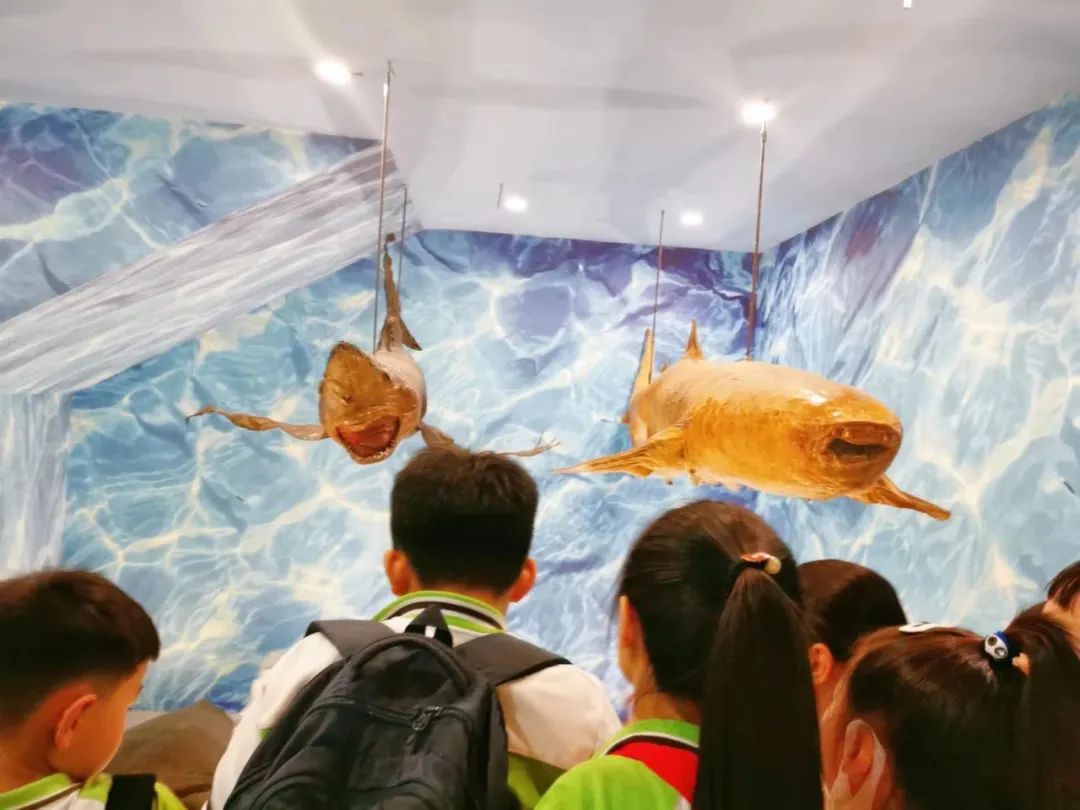 走进水族馆,探秘水世界——徐州市华润小学三年级组水族馆研学之旅