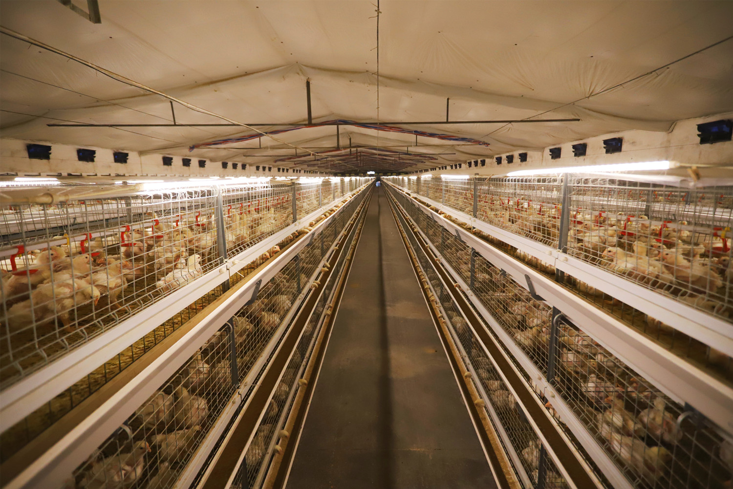 2023中国(宿豫)白羽肉鸡产业高质量发展大会成功召开-现代快报网