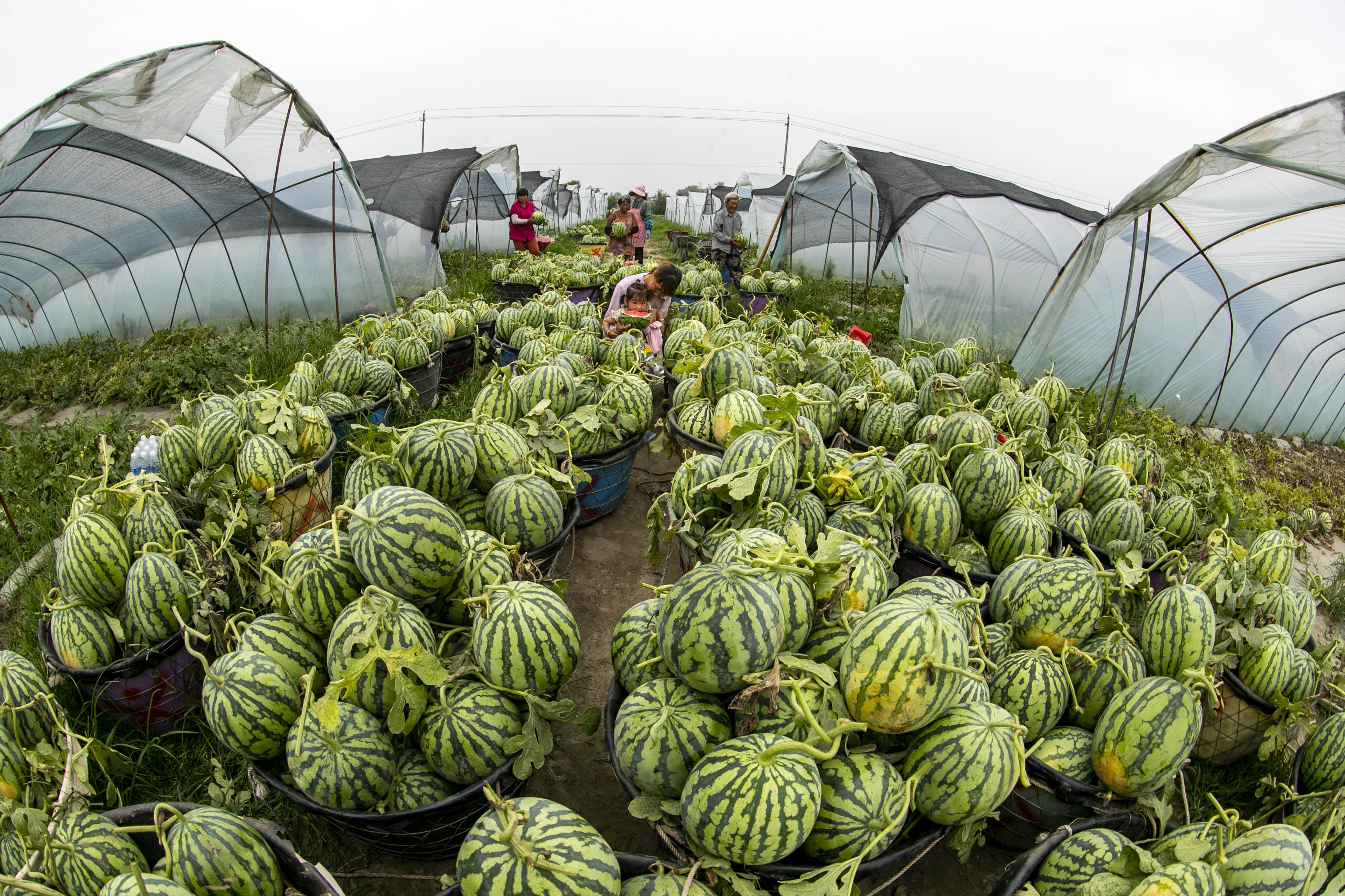 江苏泰州大棚西瓜丰收上市