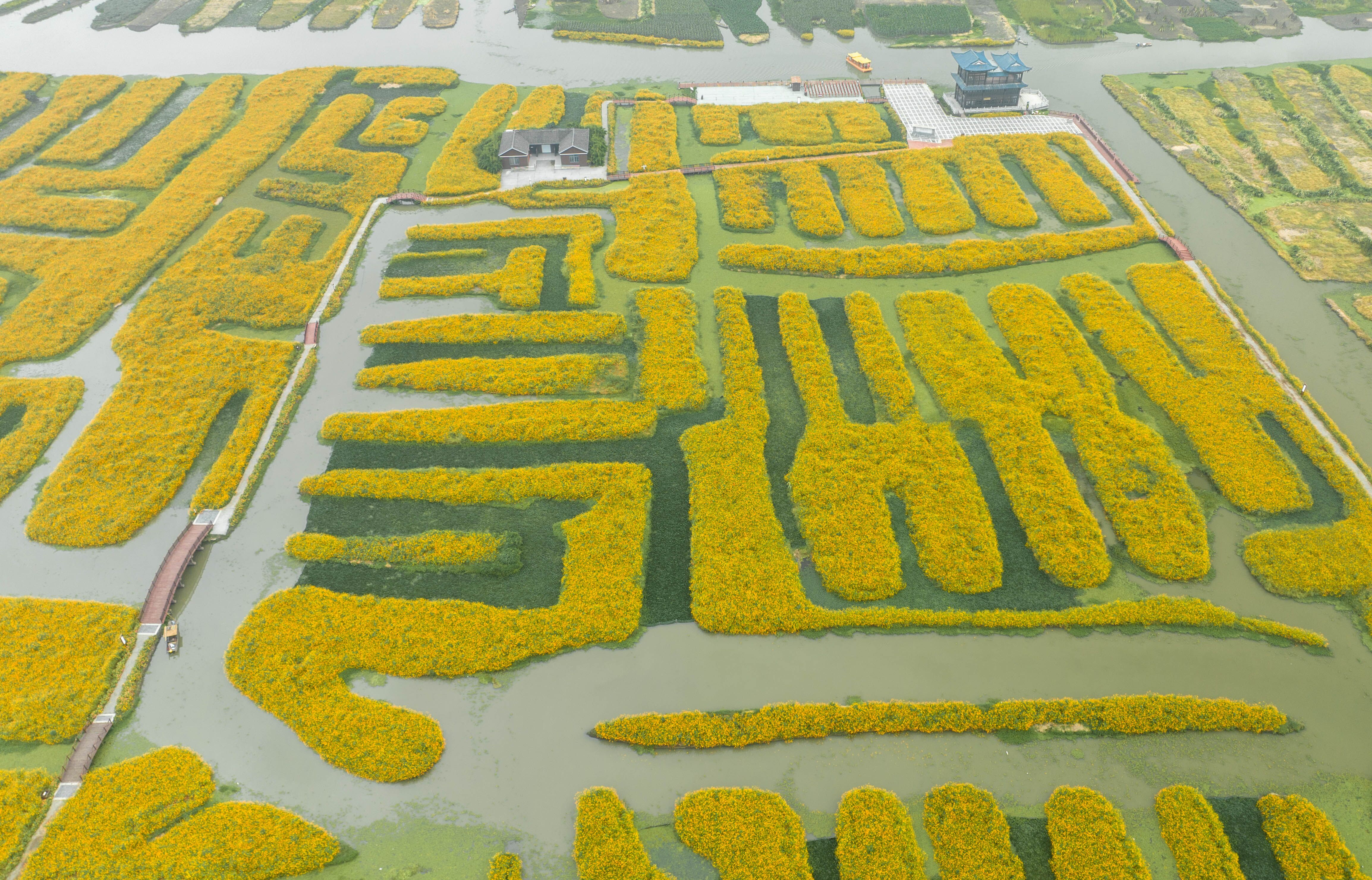 江苏兴化垛田披金甲乡村入画来