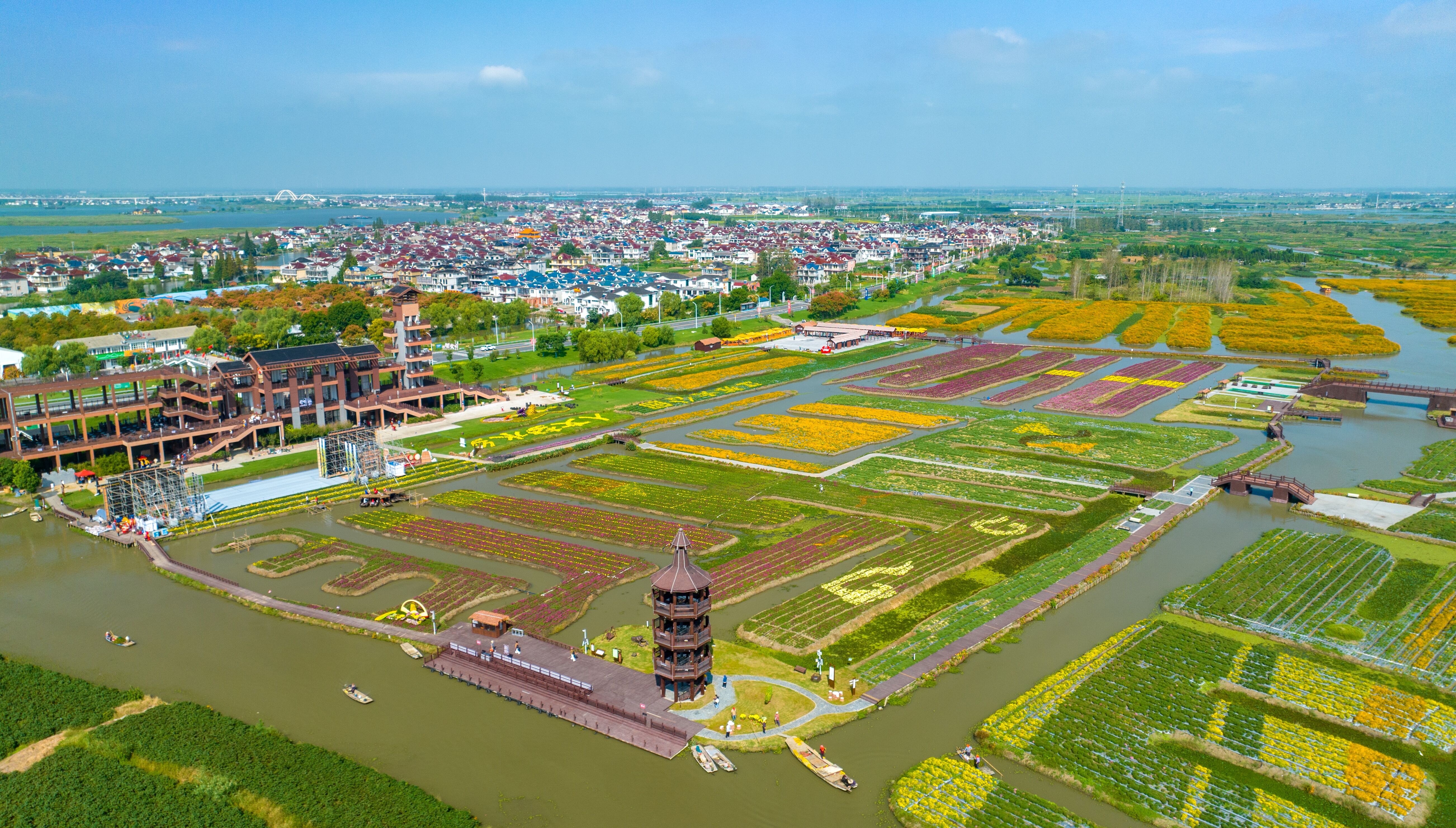 江苏兴化千垛菊花盛开迎双节