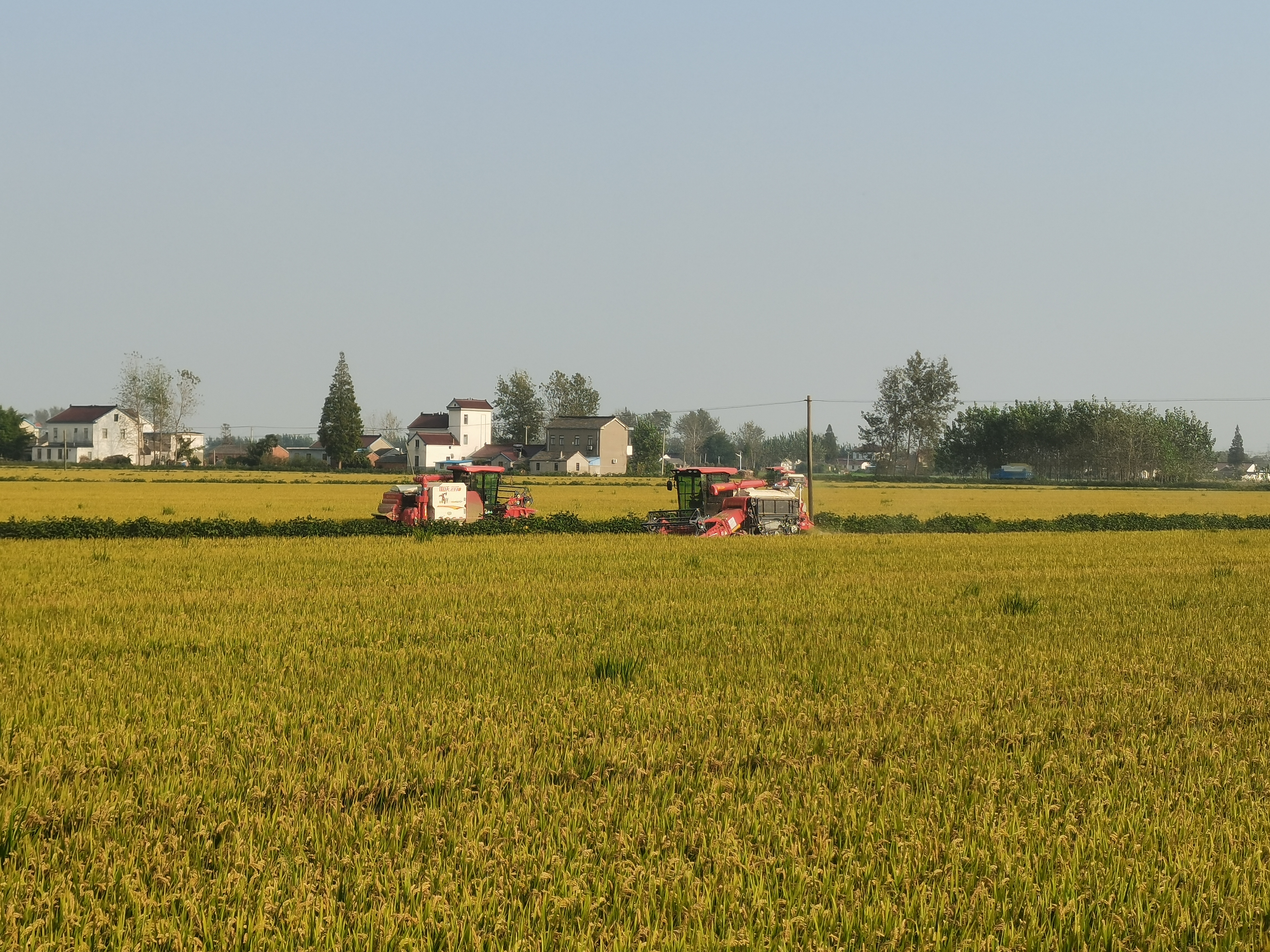 大丰区大桥镇王志强家庭农场奏响丰收曲