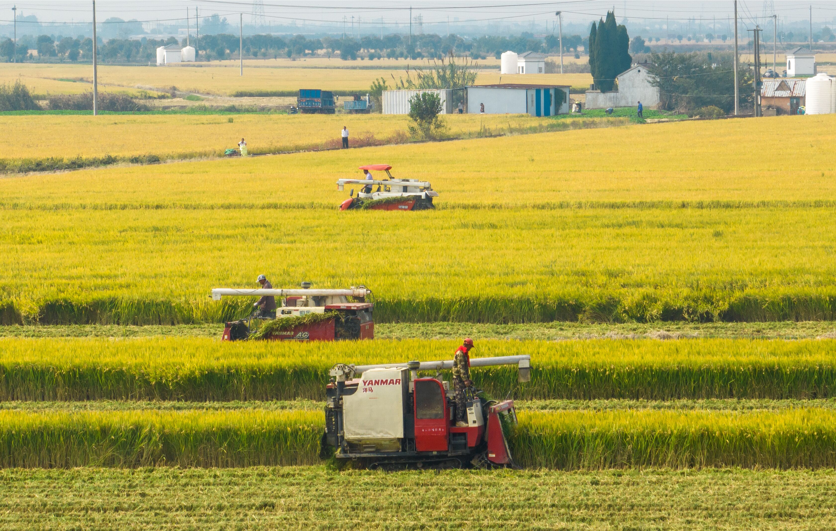 江苏兴化:稻花香里迎秋收-现代快报网