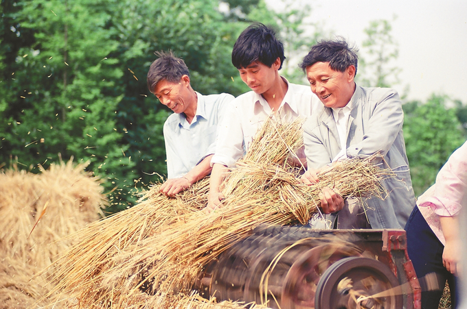 吴仁宝（右）与乡亲在一起收稻。王广林摄