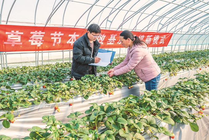 南京国家农高区芃泰种业科技有限公司采用智慧科技培育的新品种草莓“金陵红”长势喜人，技术人员正在记录种业草莓种植相关数据。 朱红生 摄 （视觉江苏网供图）