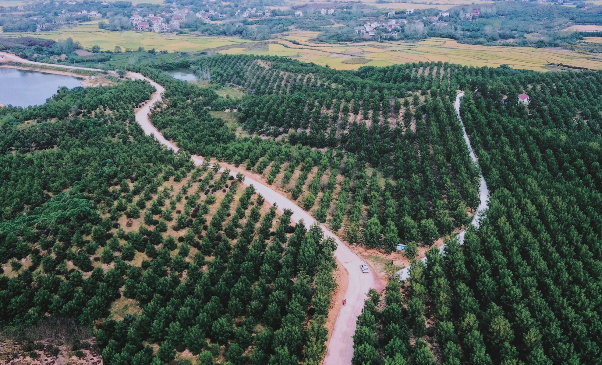 泗洪县推广种植薄壳山核桃10万余亩