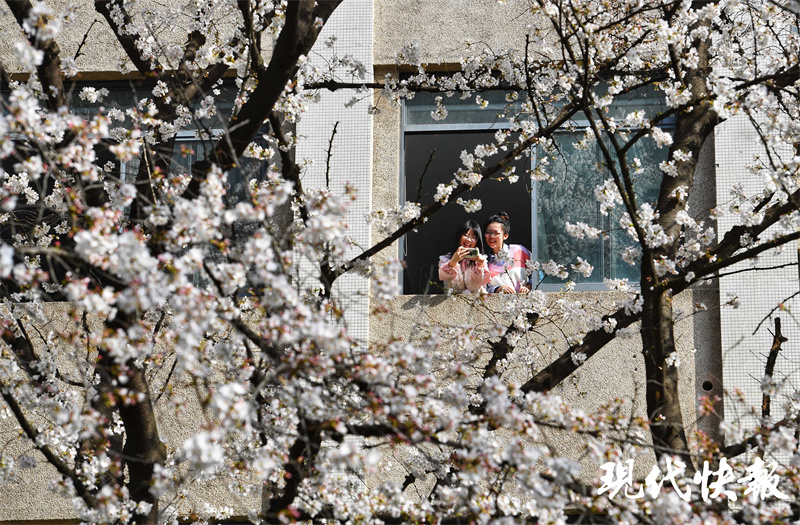 校园里樱花王绽放东南大学樱花教室惊艳出圈