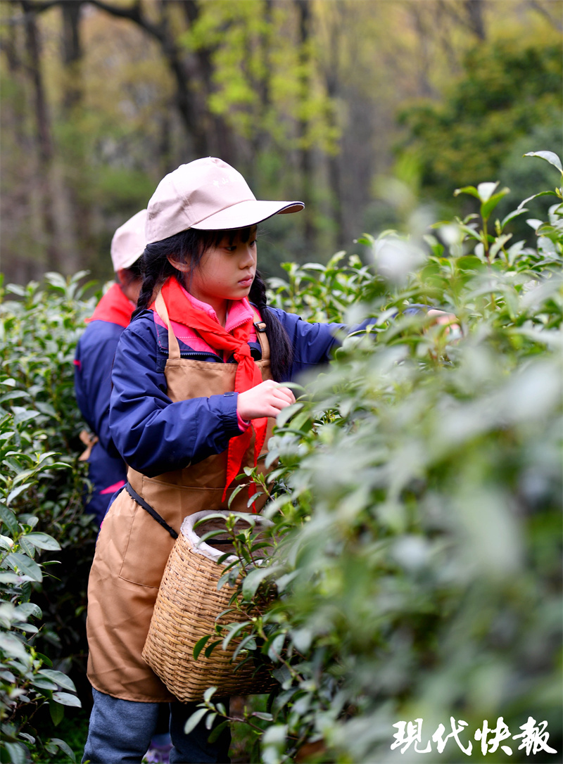 中山雨花茶图片