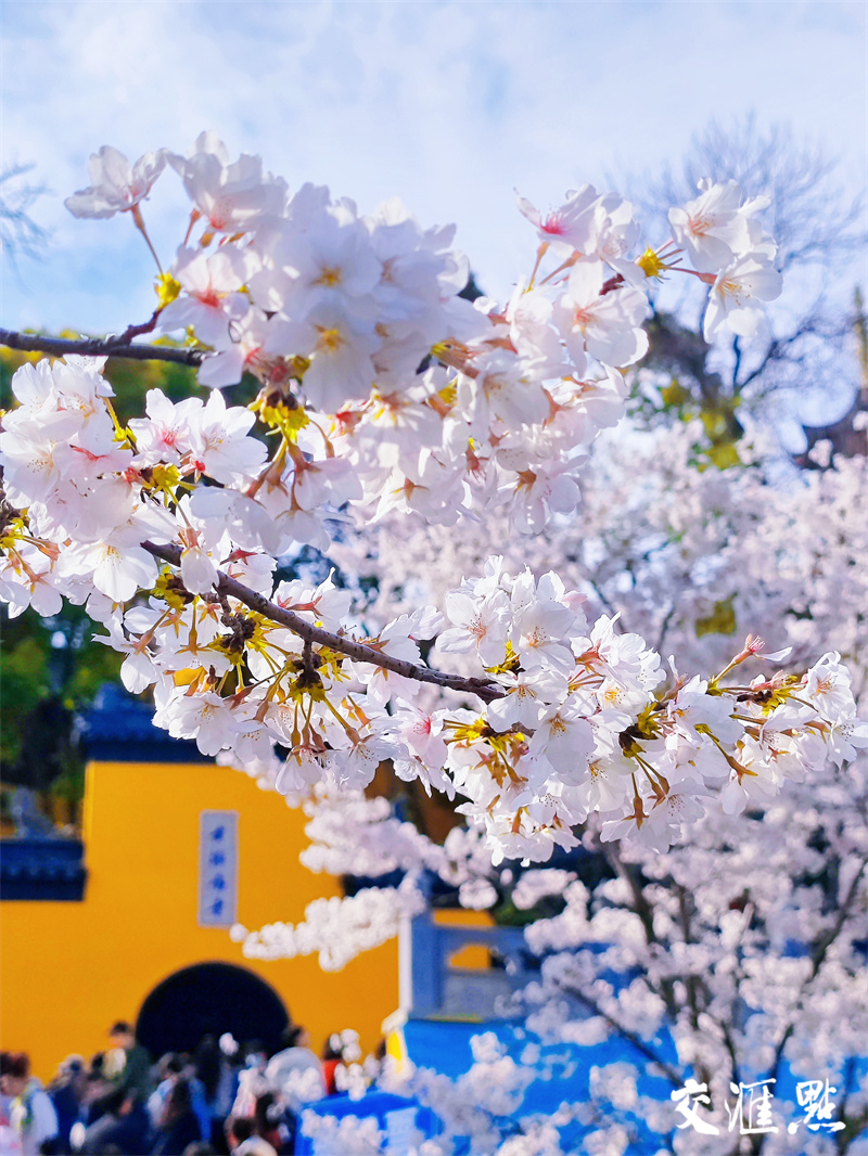 南京鸡鸣寺路樱花盛开