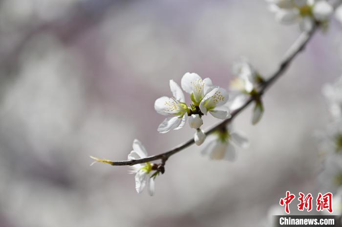 桃花竞相开放 张瑶 摄