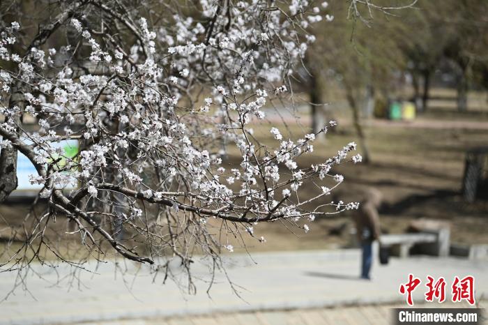 长春街头桃花竞相开放 张瑶 摄