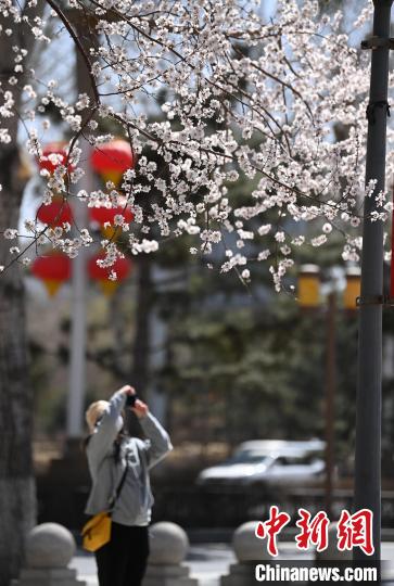 市民在桃花树下驻足拍照 张瑶 摄