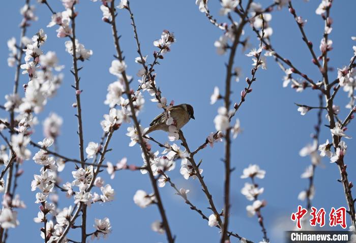 吉林长春：春来到花开俏