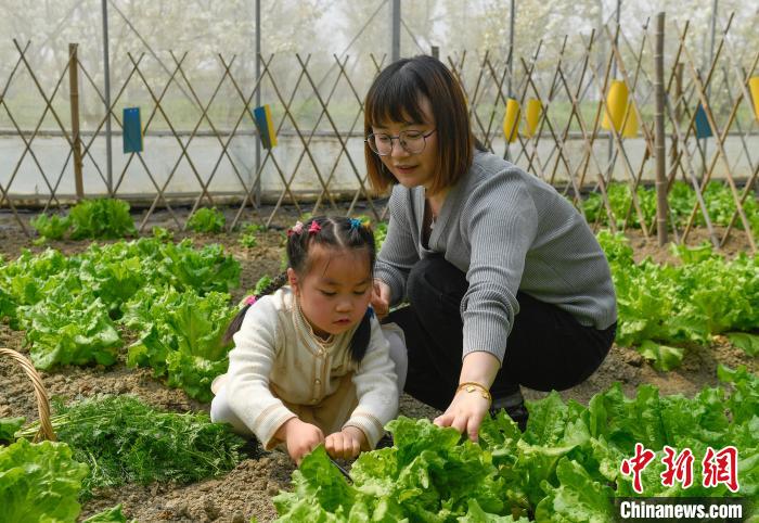 图为：游客带孩子在灵粮农场体验采摘。　王刚 摄