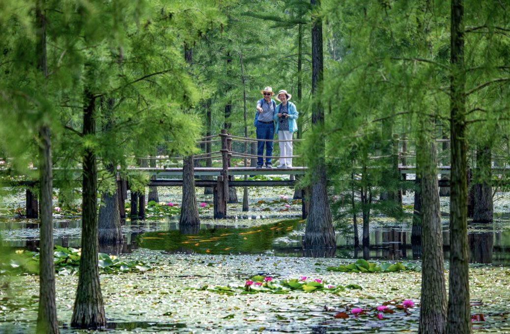 南京江宁区《观花赏鱼乐池湖》 作者 何小清