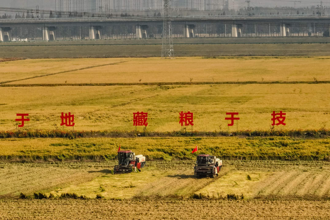 去年浦口兰花塘的秋收现场。南京日报/紫金山新闻记者 董家训 摄