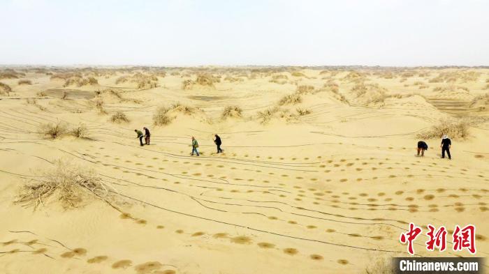连日来，地处塔克拉玛干沙漠东北缘的新疆巴州尉犁县境内，林业部门的工作人员正忙着播种罗布麻。　汪志鹏 摄