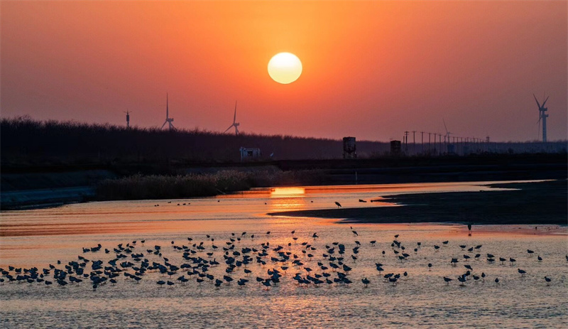 走进盐城黄海湿地体验生物多样性之美
