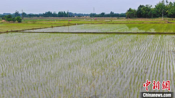 四川：因地制宜书写“土地文章”打造新时代更高水平“天府粮仓”