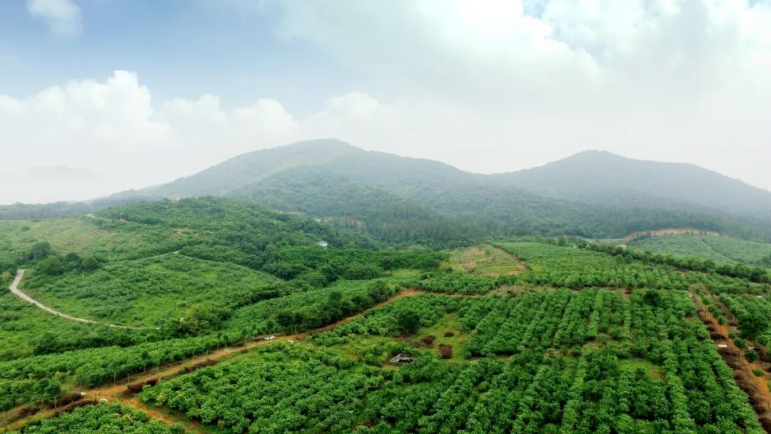 溧水蓝莓山。溧水区委宣传部供图