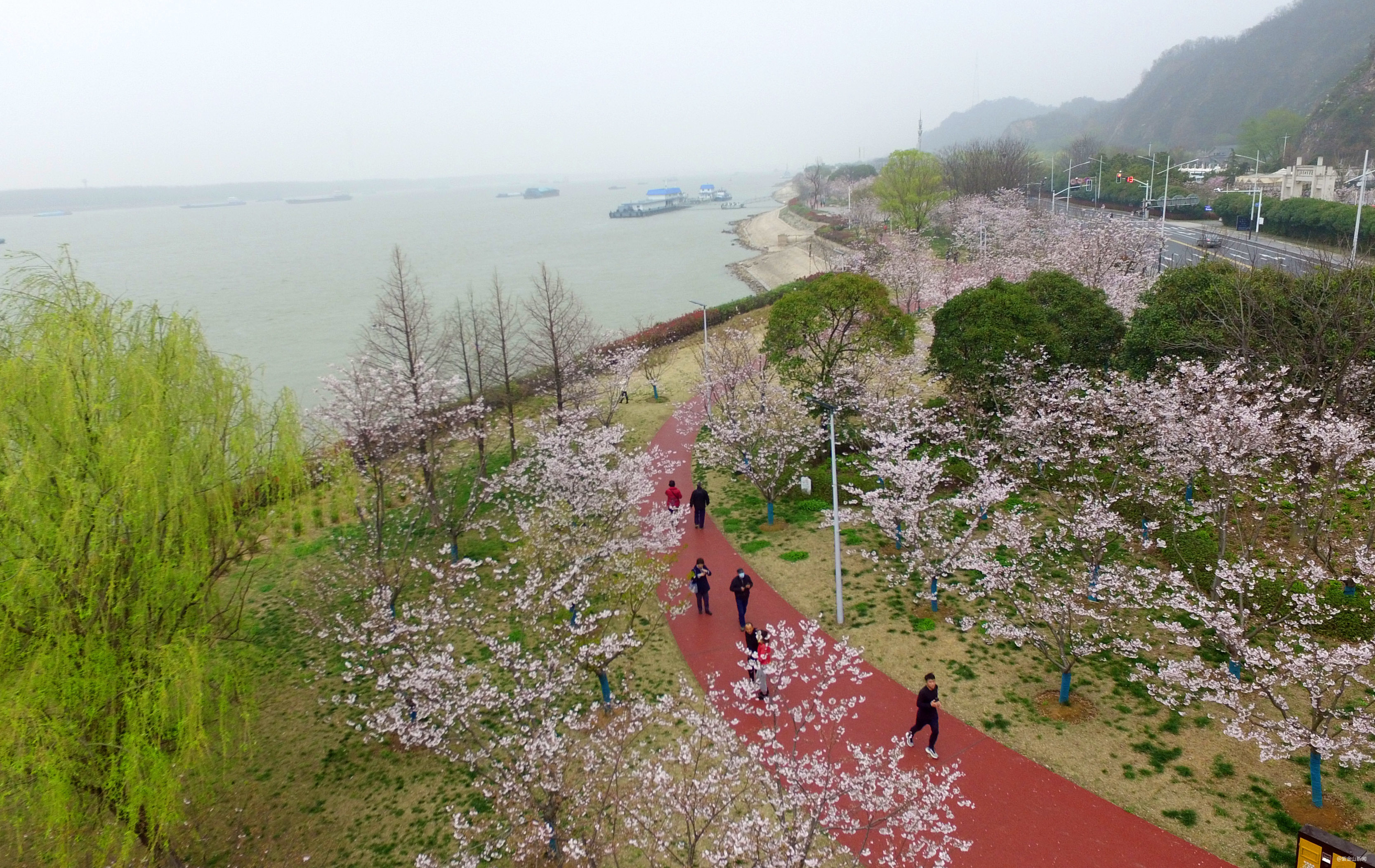 南京幕燕风光带“樱花大道”。南京日报/紫金山新闻记者 杜文双 摄