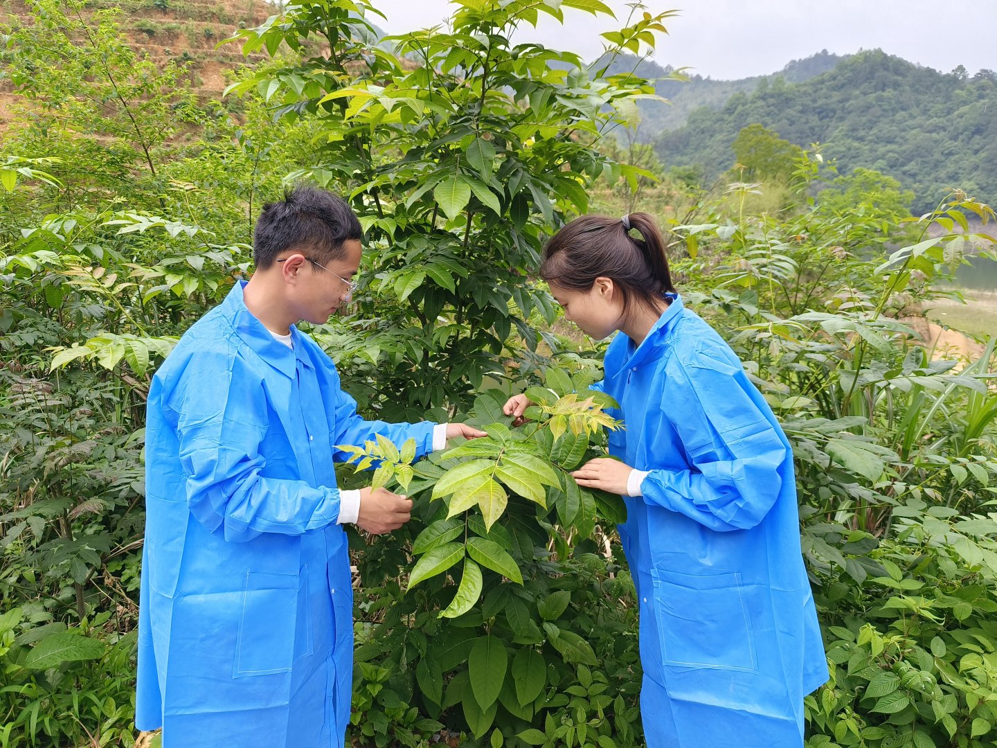 摇钱树摇来甜日子南林青钱柳博士团队助力红色老区脱贫固富