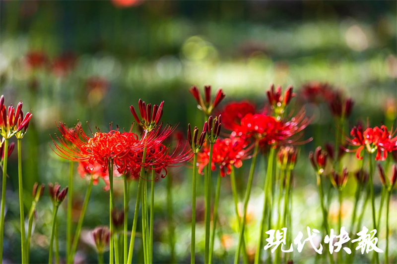 红色花海来了 南京玄武湖彼岸花盛放