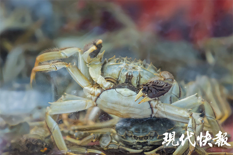 阳澄湖大闸蟹 现场图片