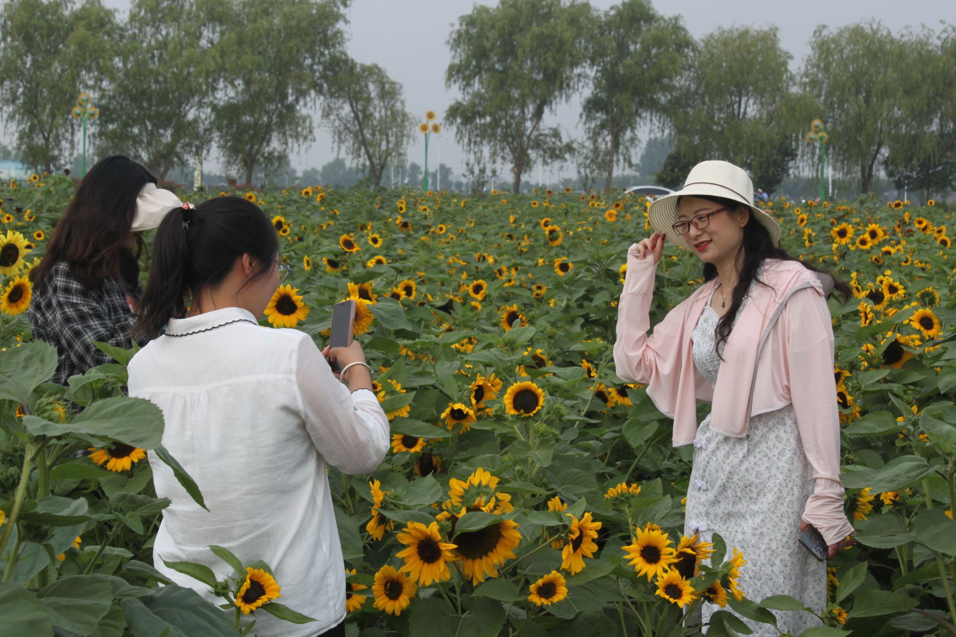 盐都区盐渎街道花吉村千亩葵园花开盛景美如画
