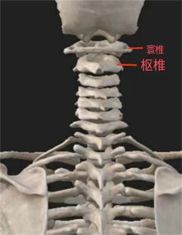 寰椎和枢椎目前,寰枢关节半脱位常见推拿手法治疗有:解痉松肌法