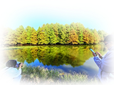 11月7日，钟山风景区内的燕雀湖绚丽多彩，阳光洒落在红黄渐变的落羽杉林中，层林尽染，迎来一年中最美的时节。 南京日报/紫金山新闻记者 段仁虎 摄