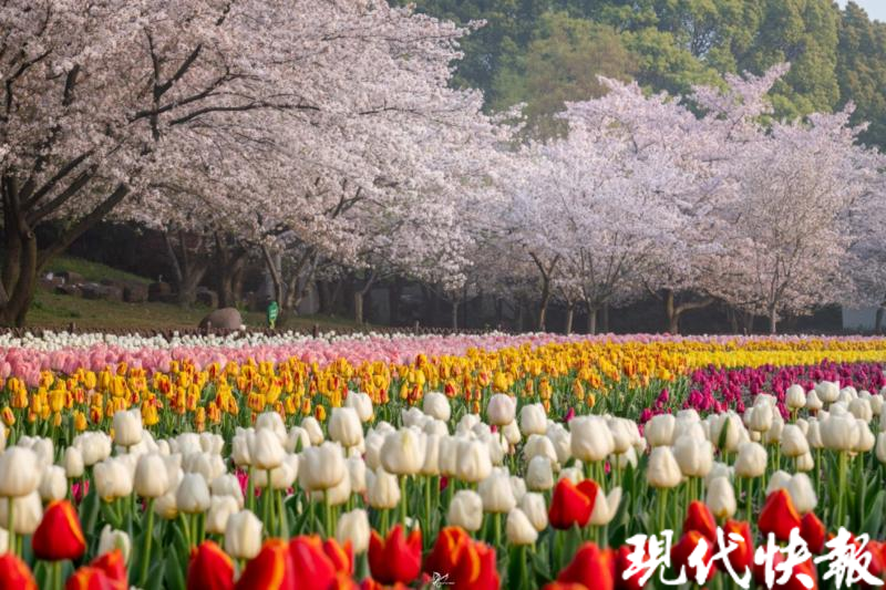 2024苏州花展将于3月23日开幕 展期51天超1000个新优花卉品种展出(图2)