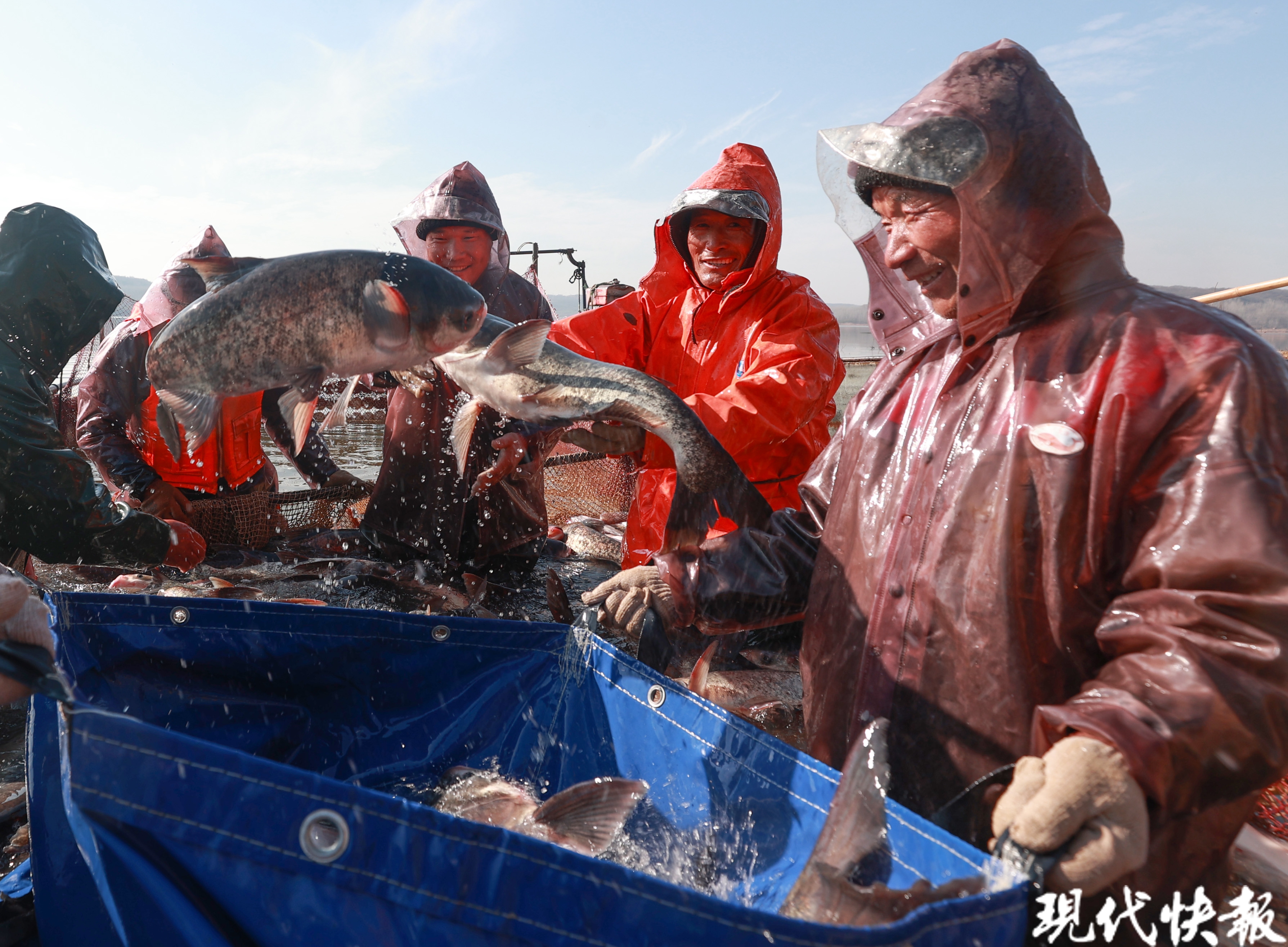 起鱼喽淮安盱眙渔民拉网收鱼迎春节