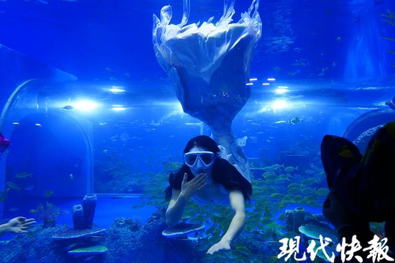 扬州茱萸湾海洋馆开馆斑嘴环企鹅首次落户