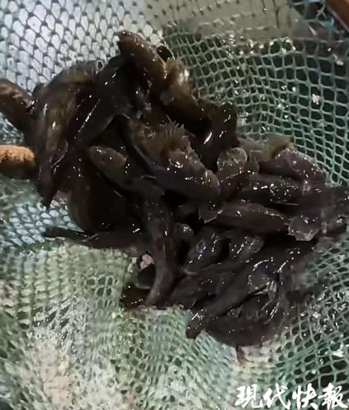 最贵200元斤仍供不应求苏州第一条时令鱼上市