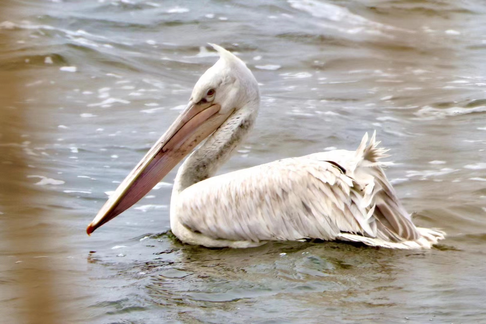从6只增至12只卷羽鹈鹕在条子泥越冬