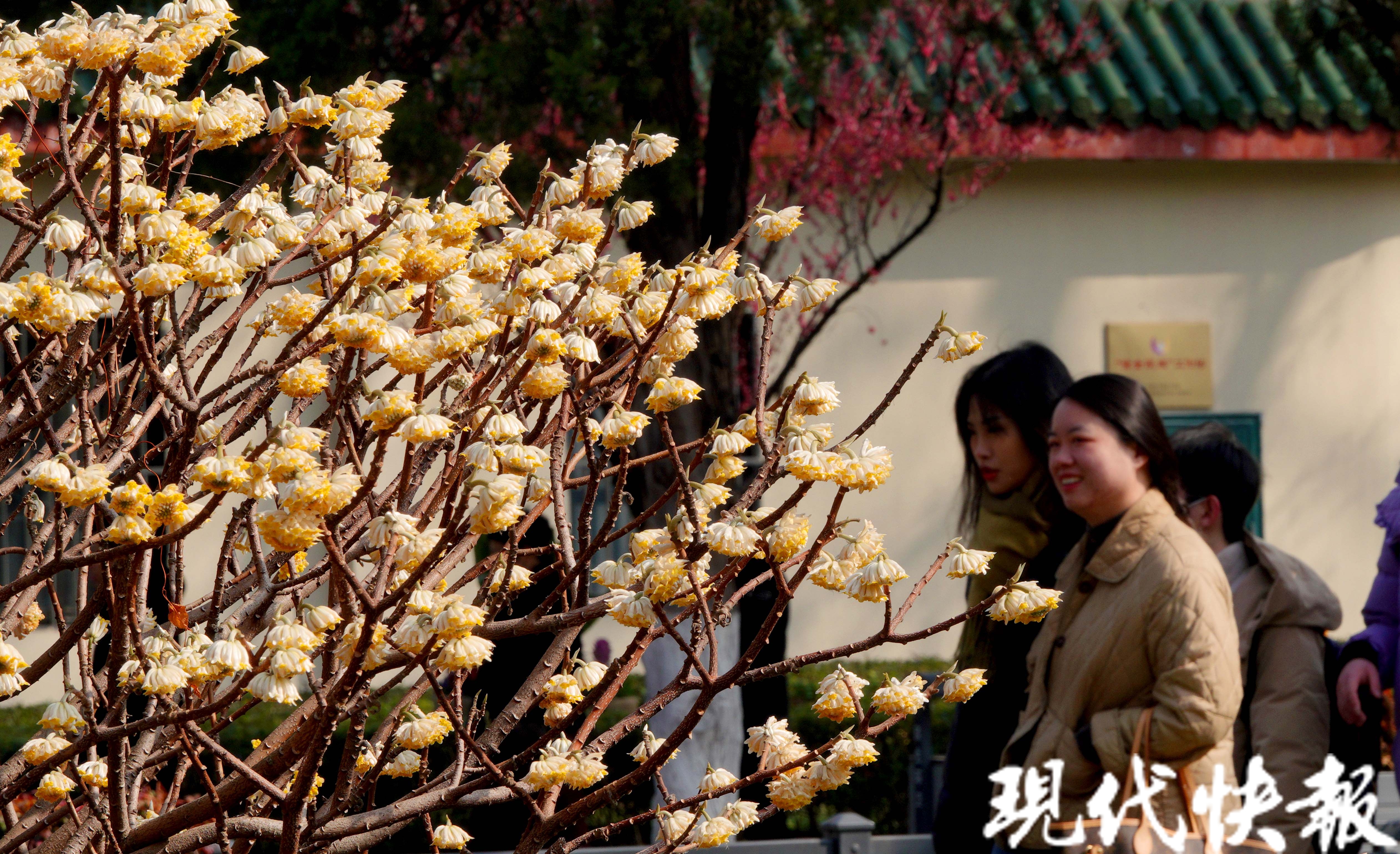 爱情树花图片图片