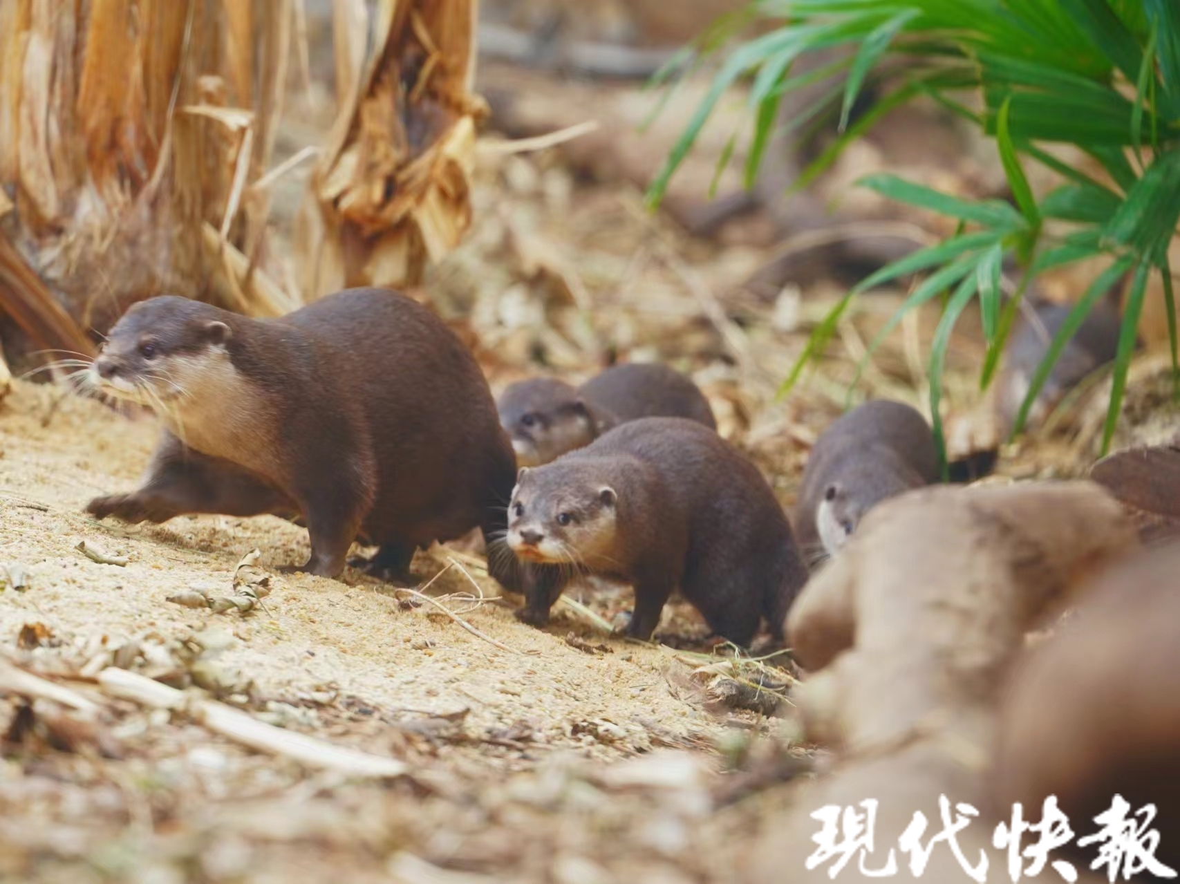 红山森林动物园水獭家族首次繁殖一窝宝宝萌翻天