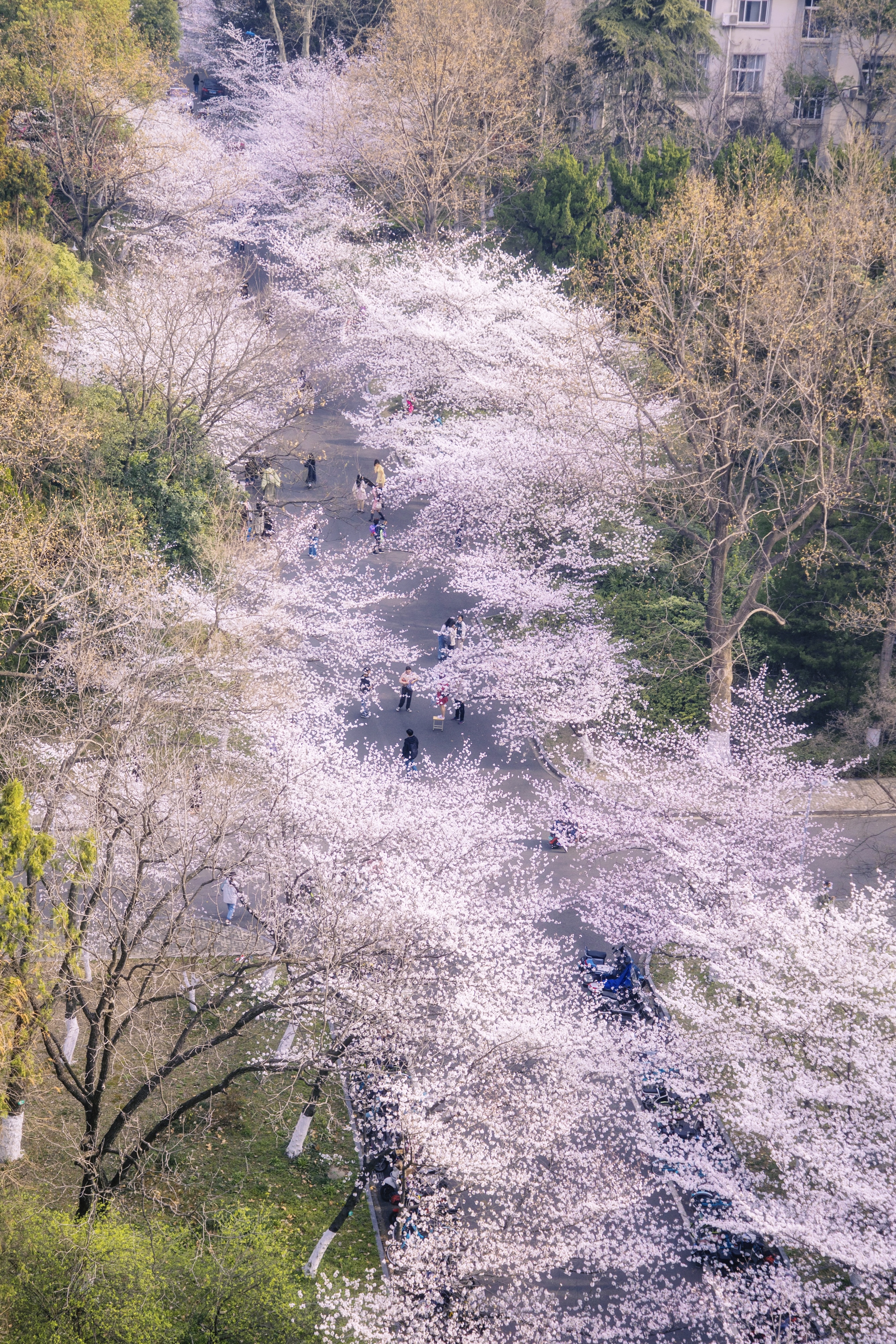 南京校花图片