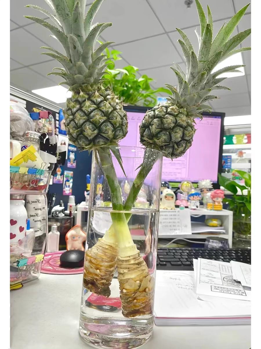 在办公室花瓶里种水果专家想法前卫养好靠技术