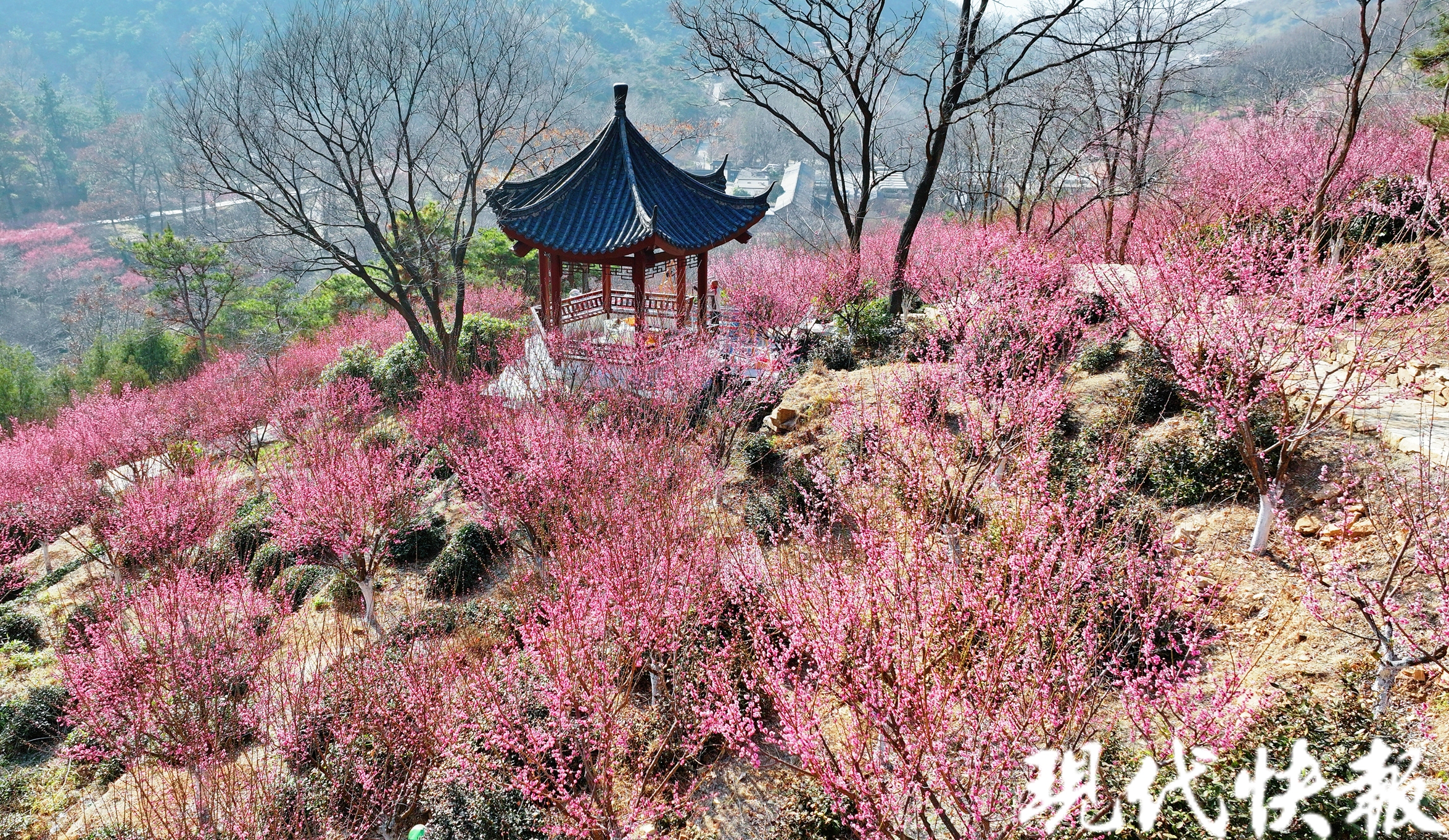 梅花的花期图片