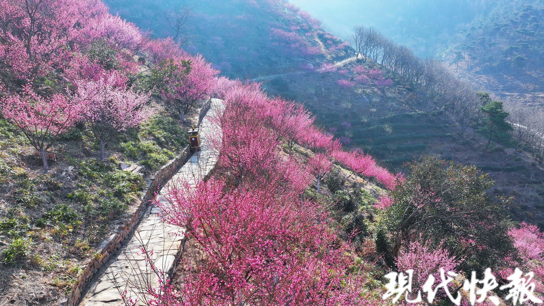 花果山景区万株梅花进入盛花期