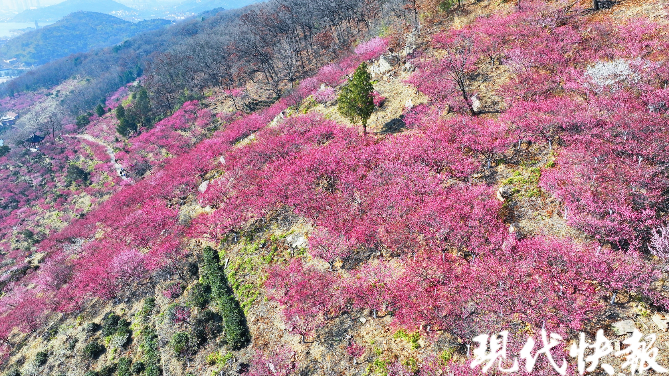 花果山景区万株梅花进入盛花期