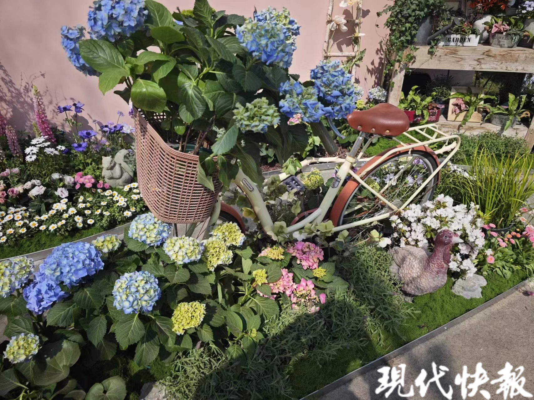 常州花展2021图片